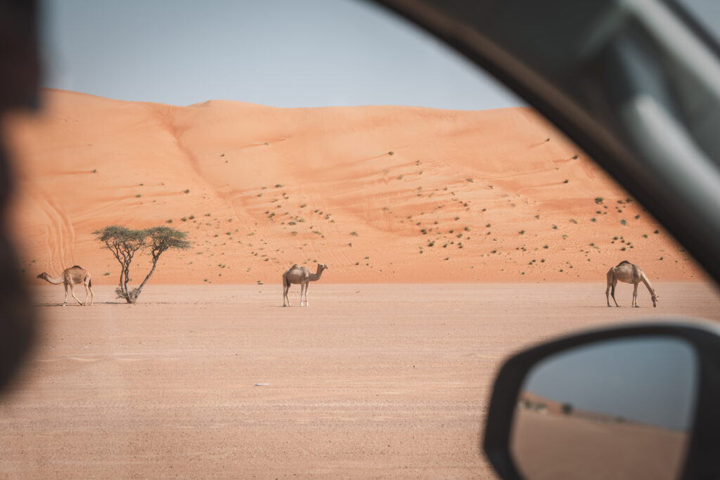 Orient, Oman, Mietwagen, Kamele, Sanddüne