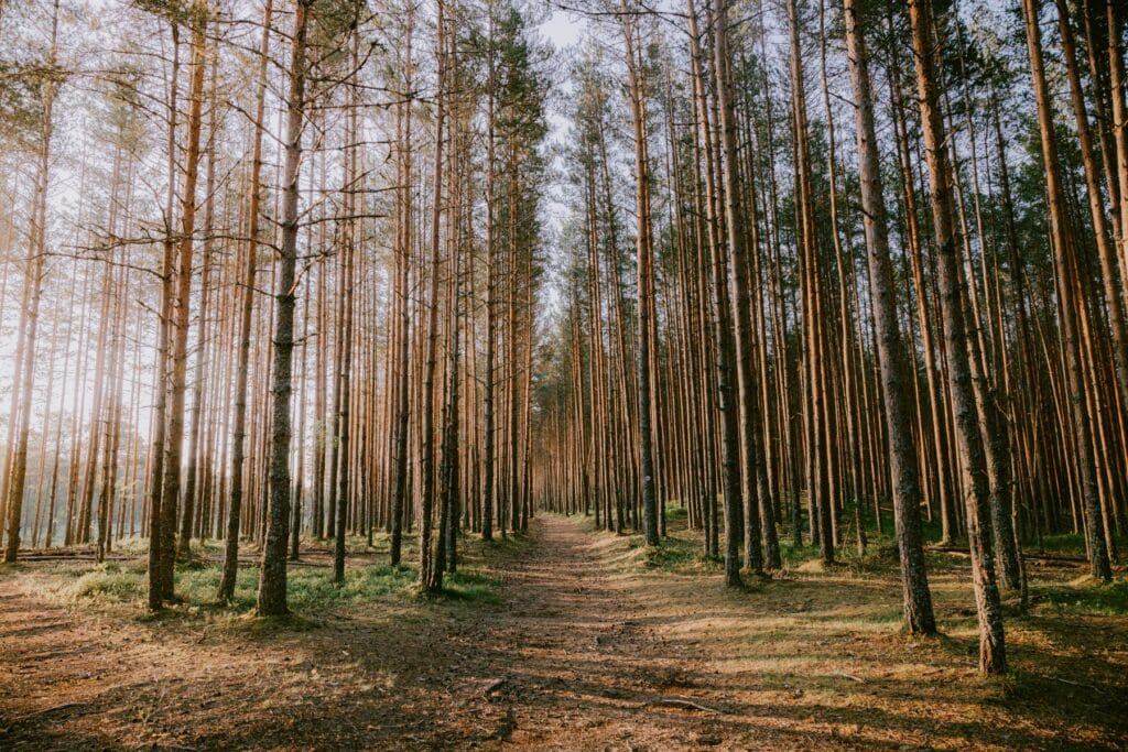 Naturlehrpfad im Viru Nationalpark Estland